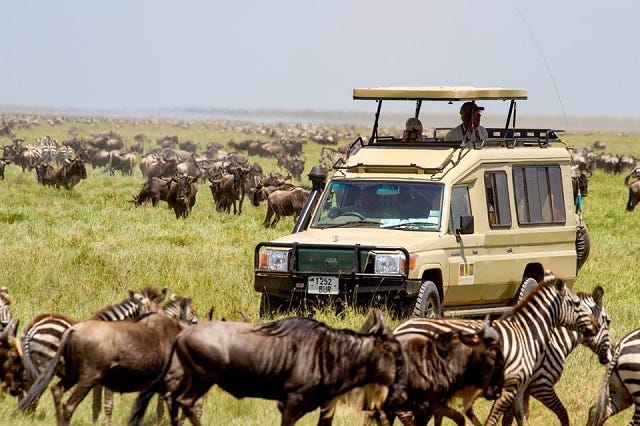 4-days-mid-range-lodge-safari