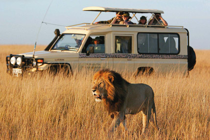 5-days-tanzania-wildlife-safari-Testfy-Safari